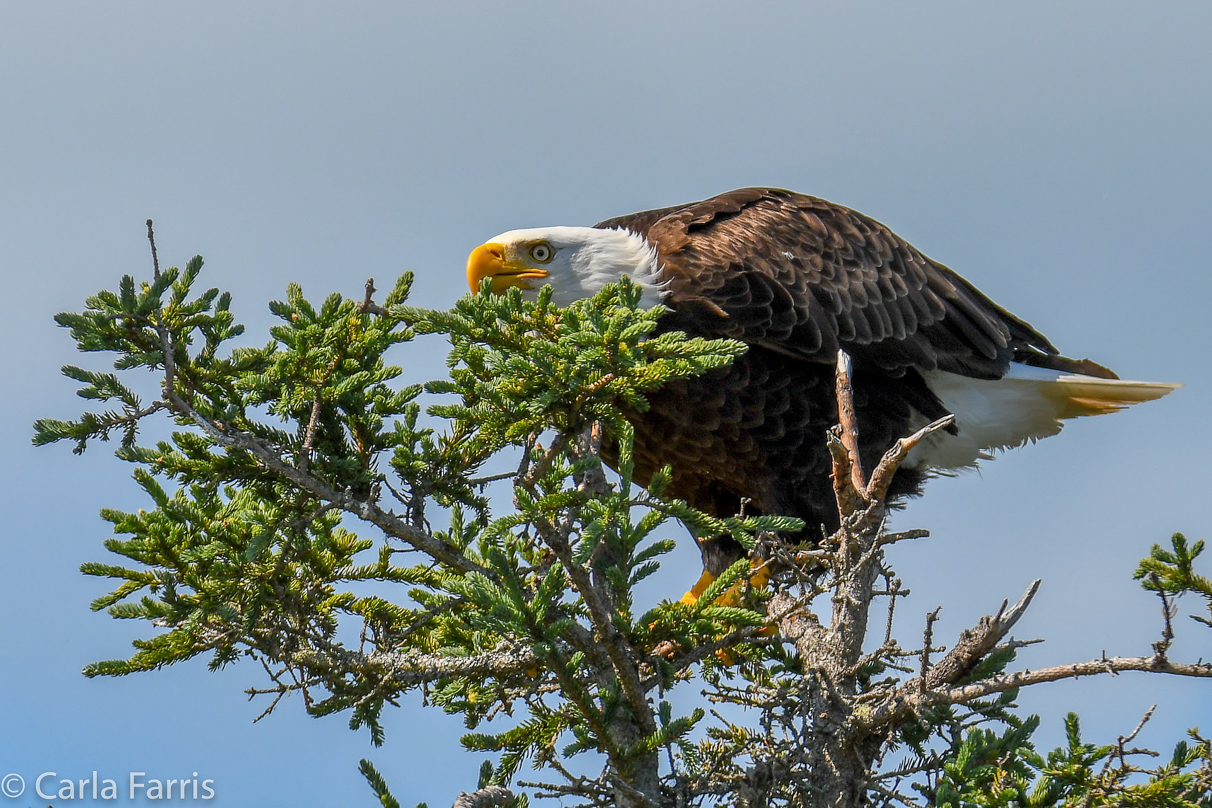 Bald Eagle