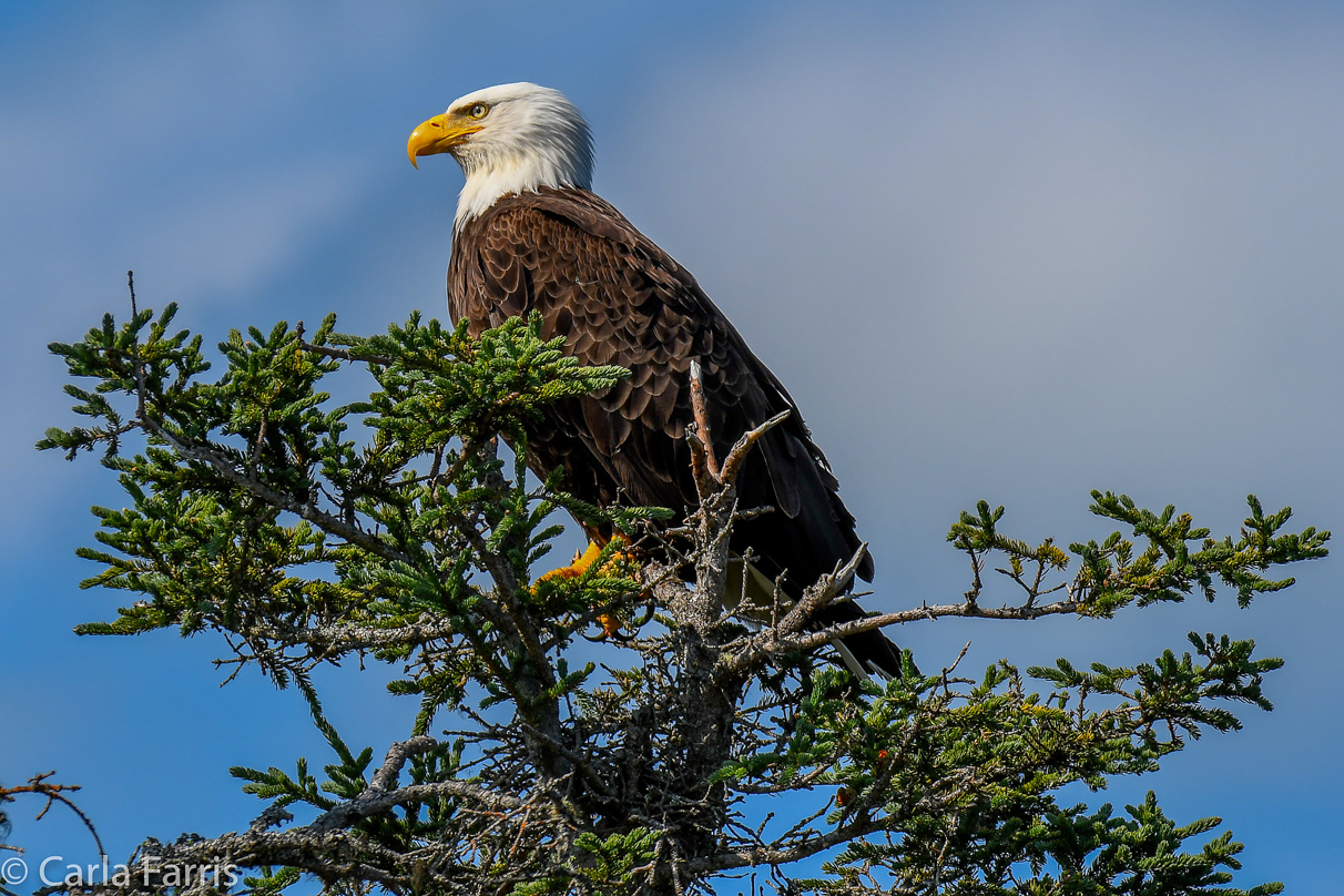 Bald Eagle