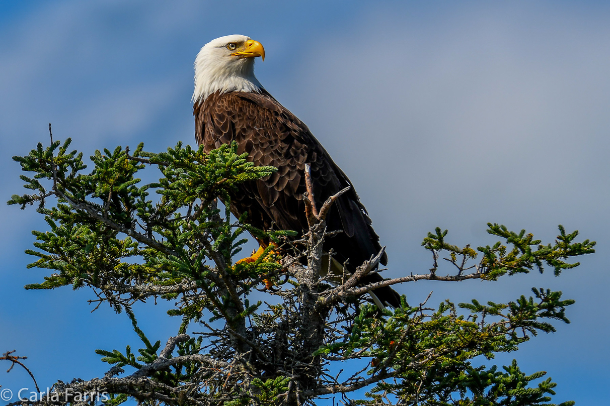 Bald Eagle