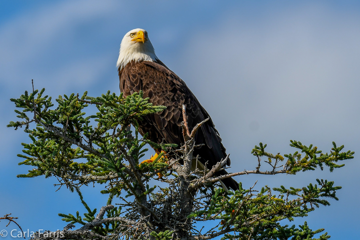 Bald Eagle