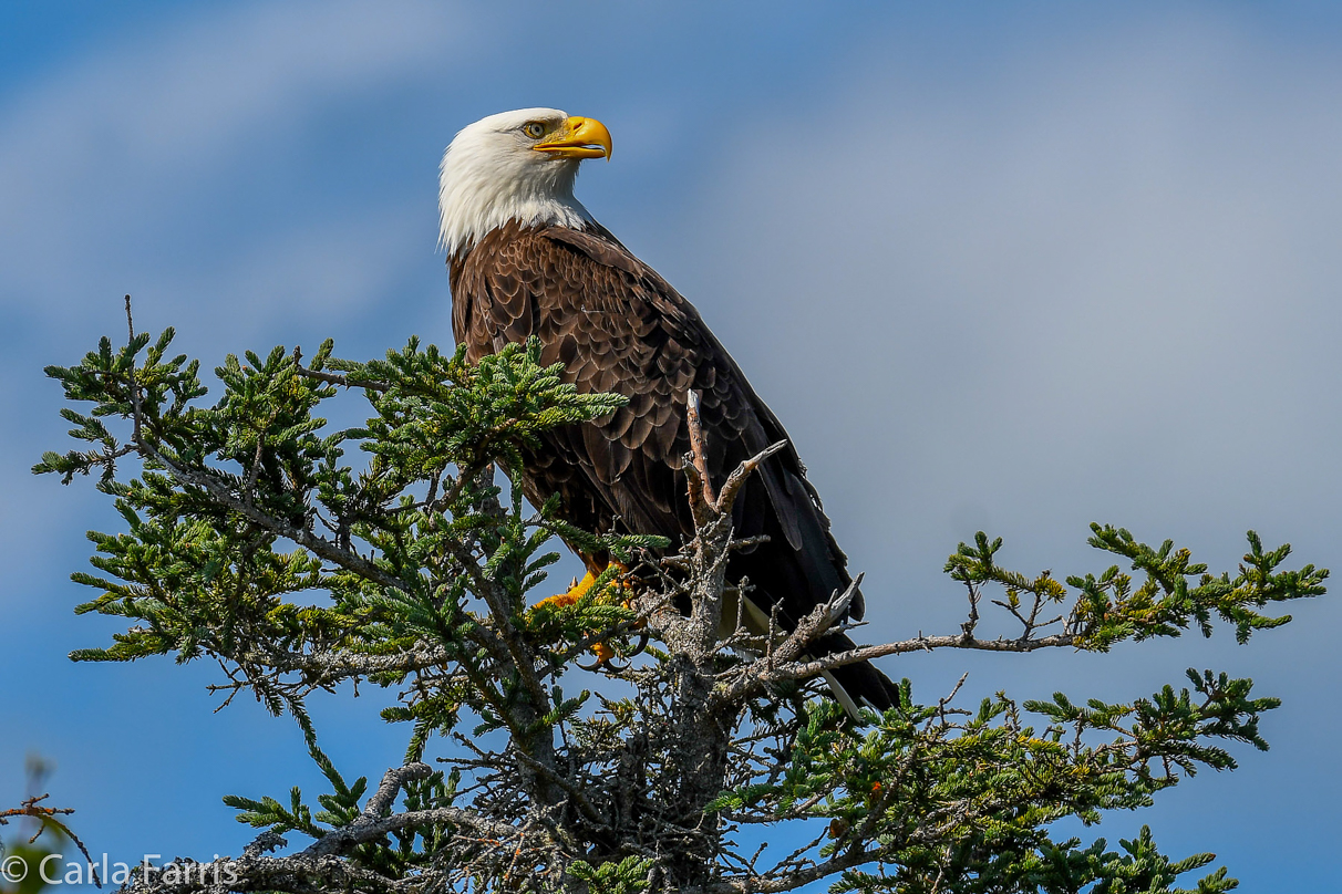 Bald Eagle