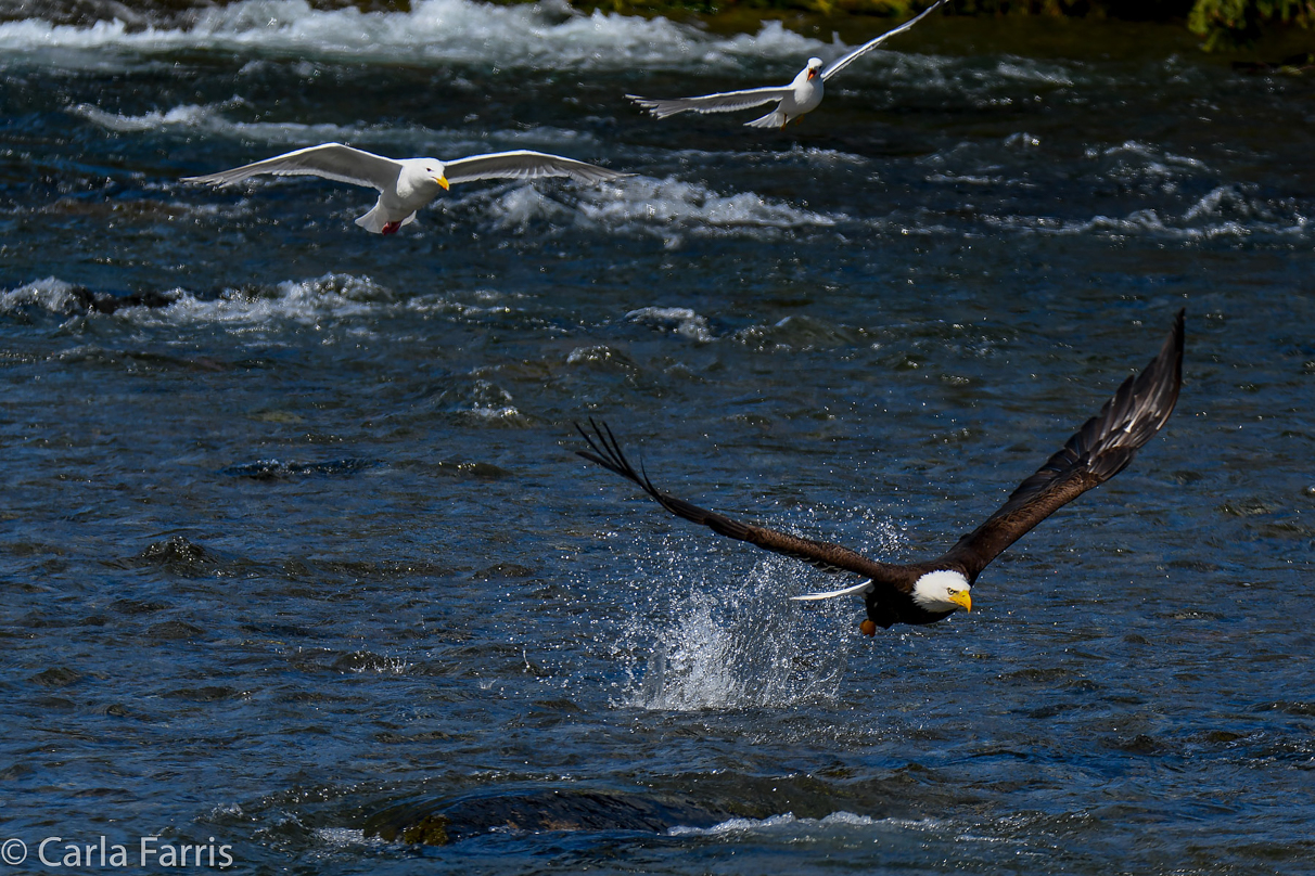 Bald Eagle