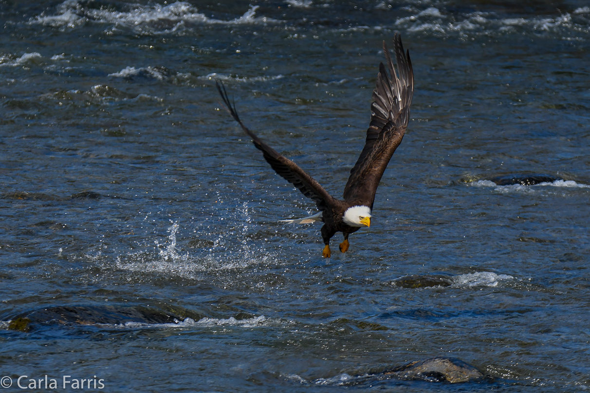 Bald Eagle