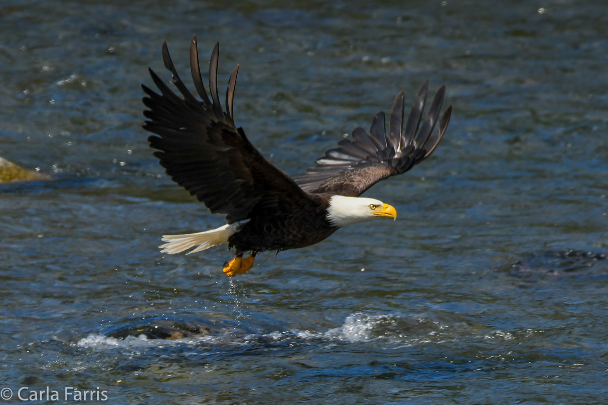 Bald Eagle