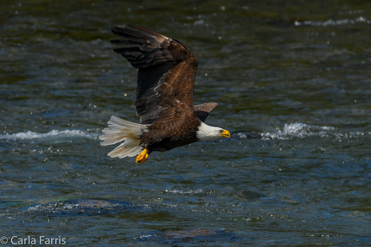 Bald Eagle