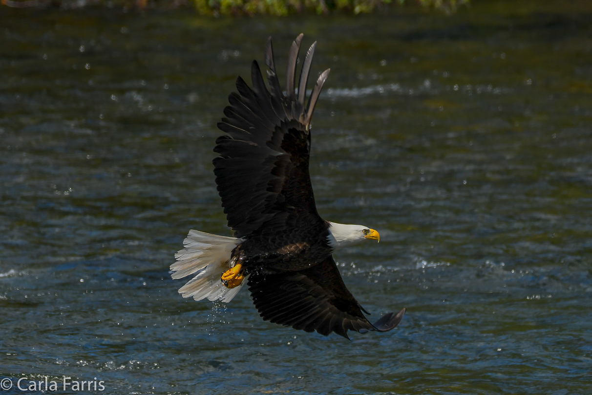 Bald Eagle