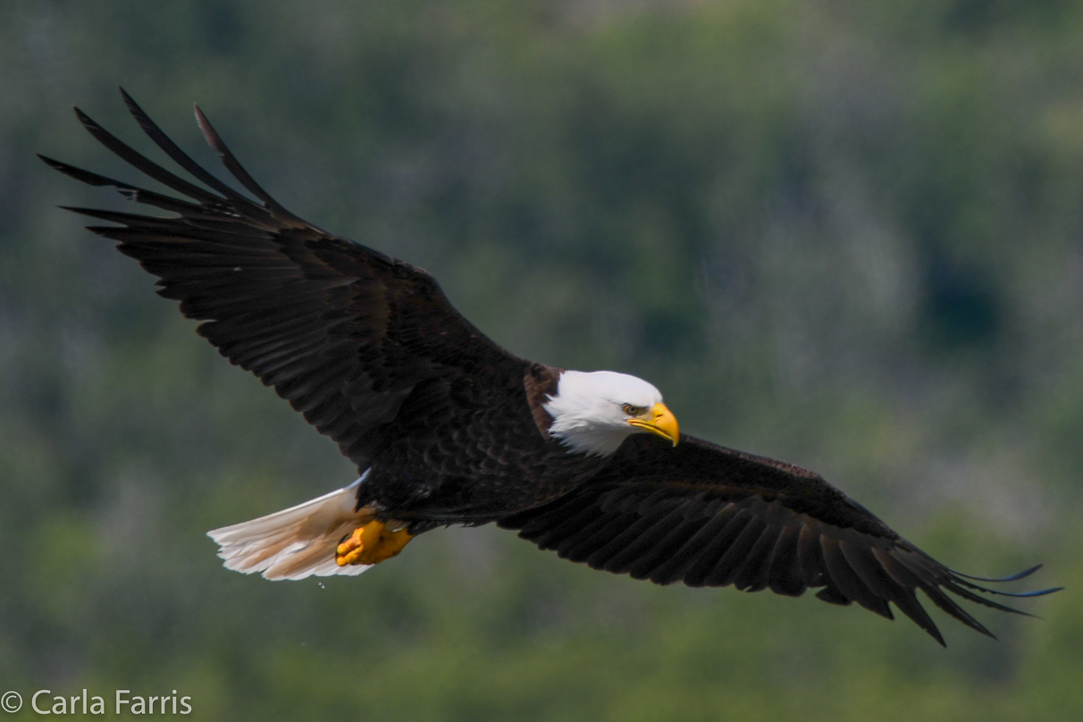 Bald Eagle