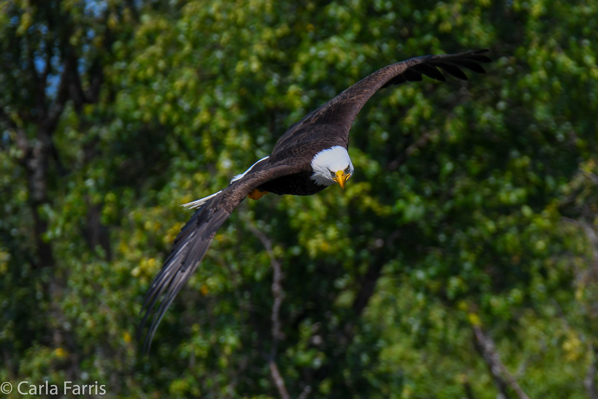 Bald Eagle