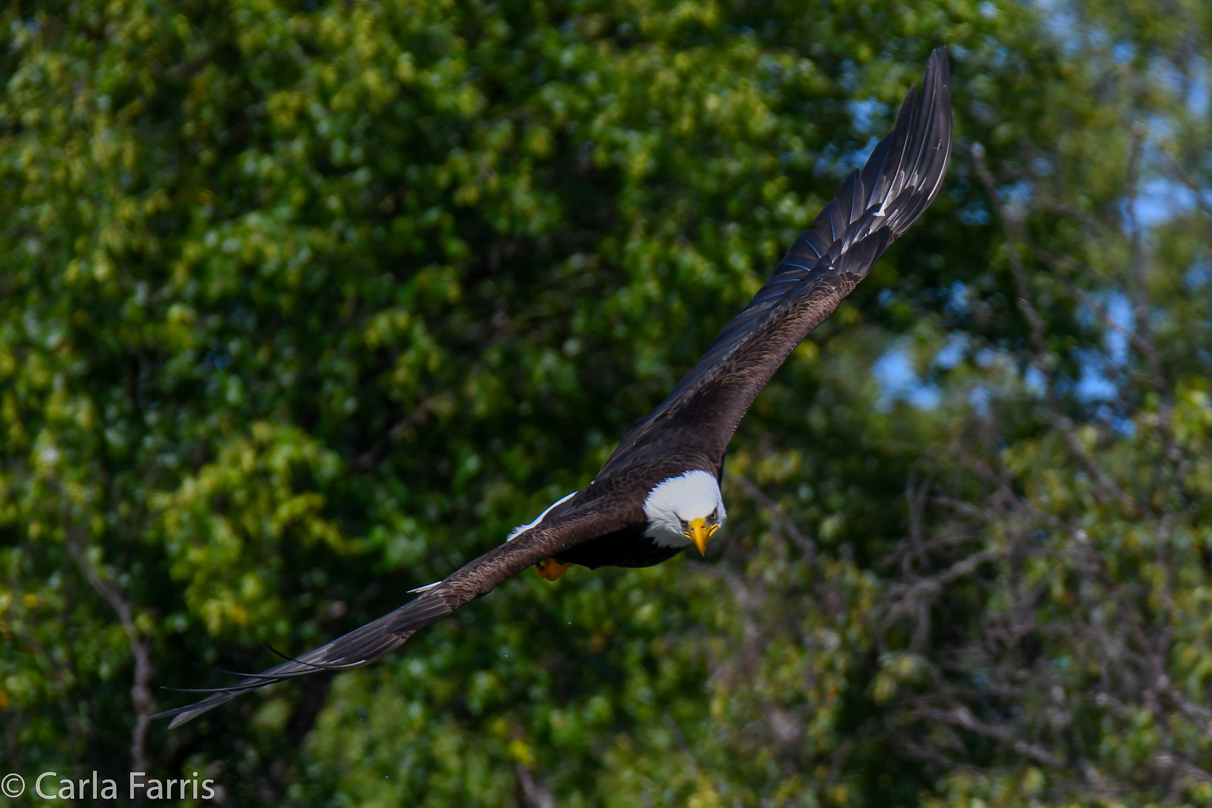 Bald Eagle