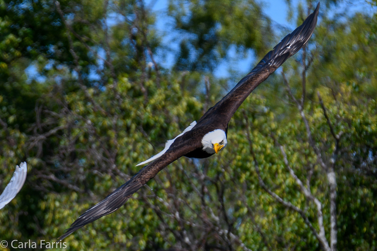 Bald Eagle