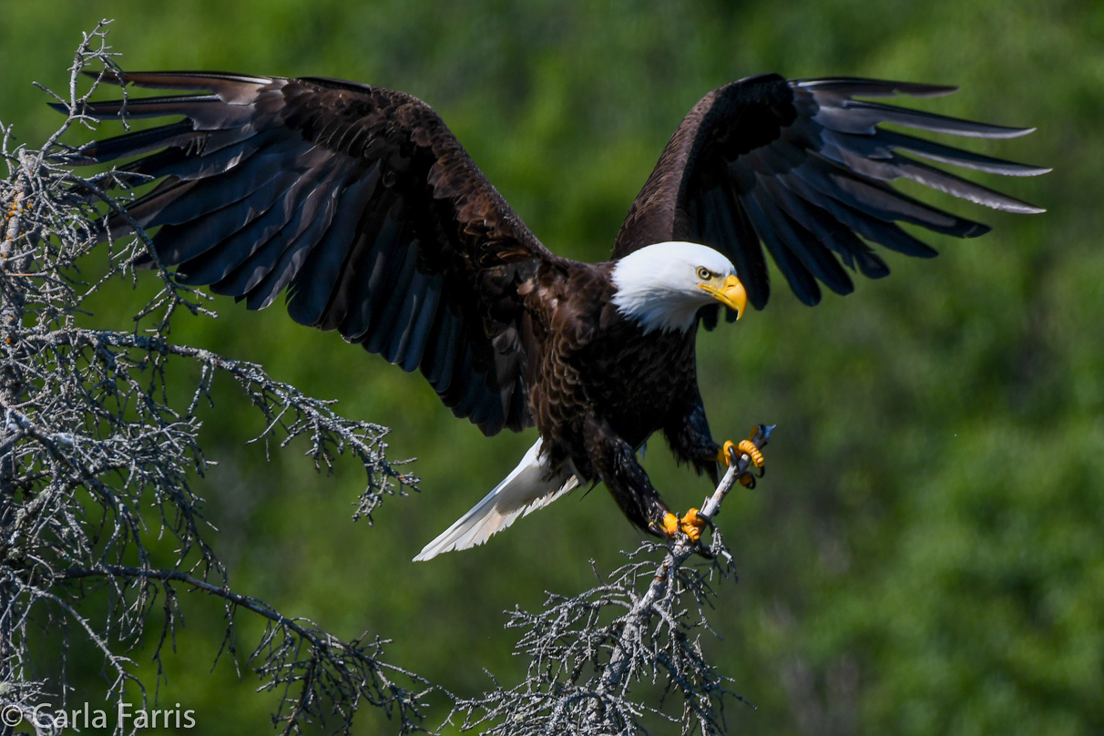 Bald Eagle