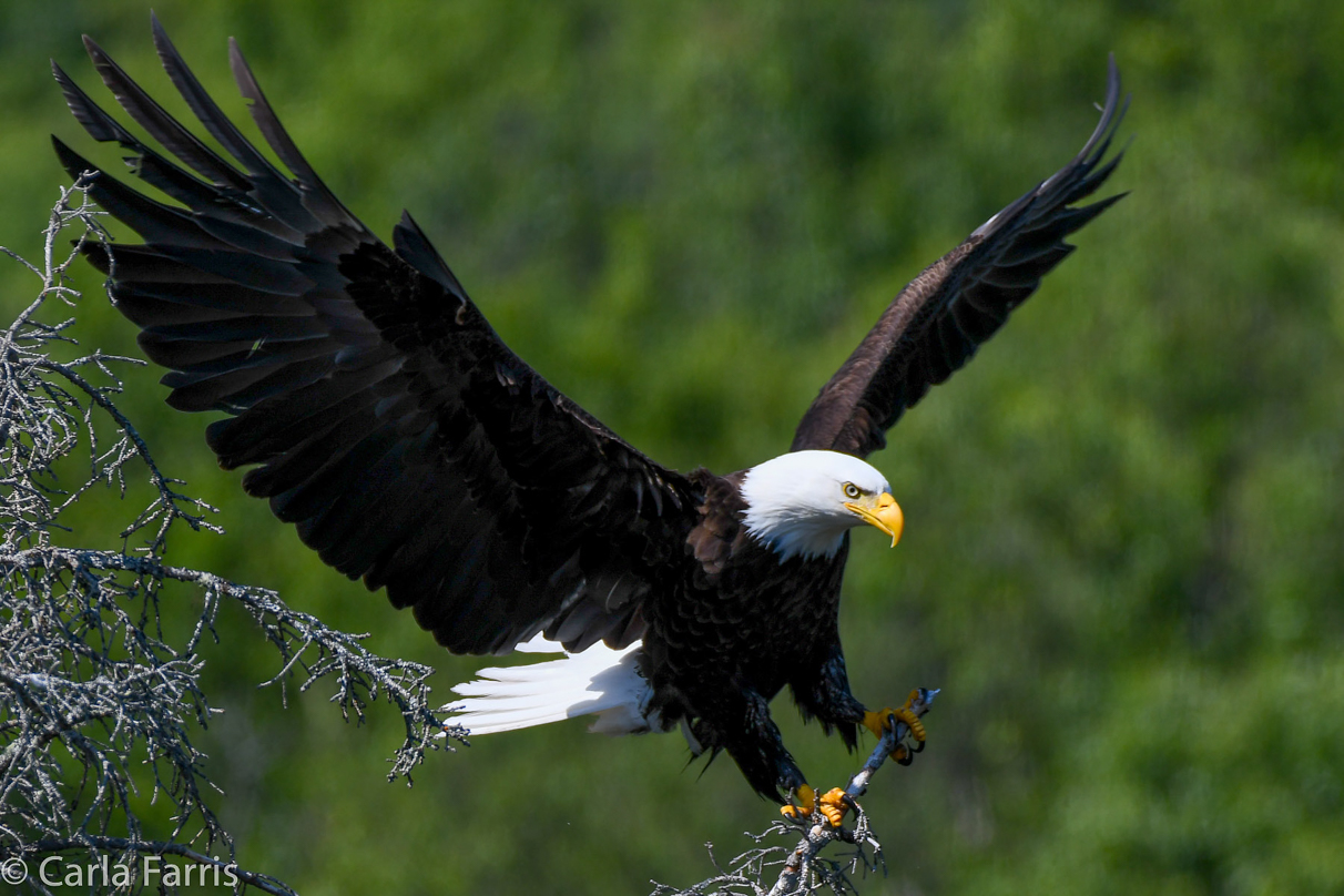 Bald Eagle