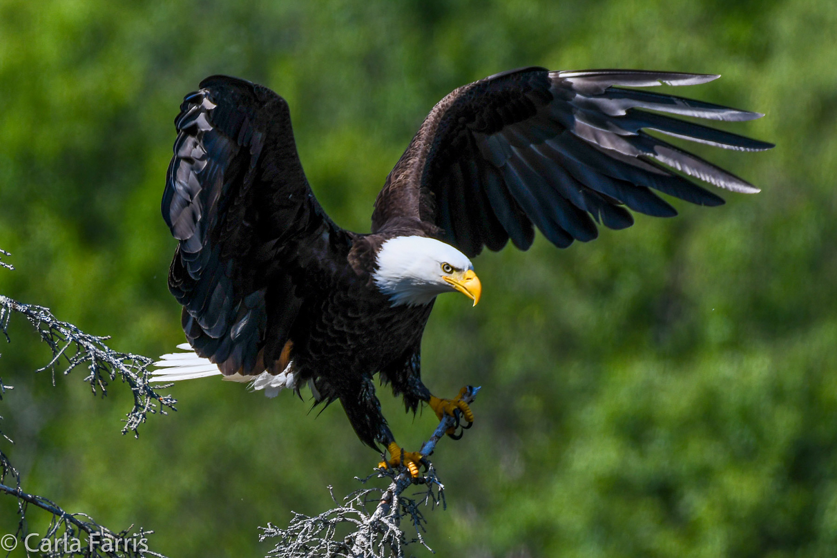 Bald Eagle