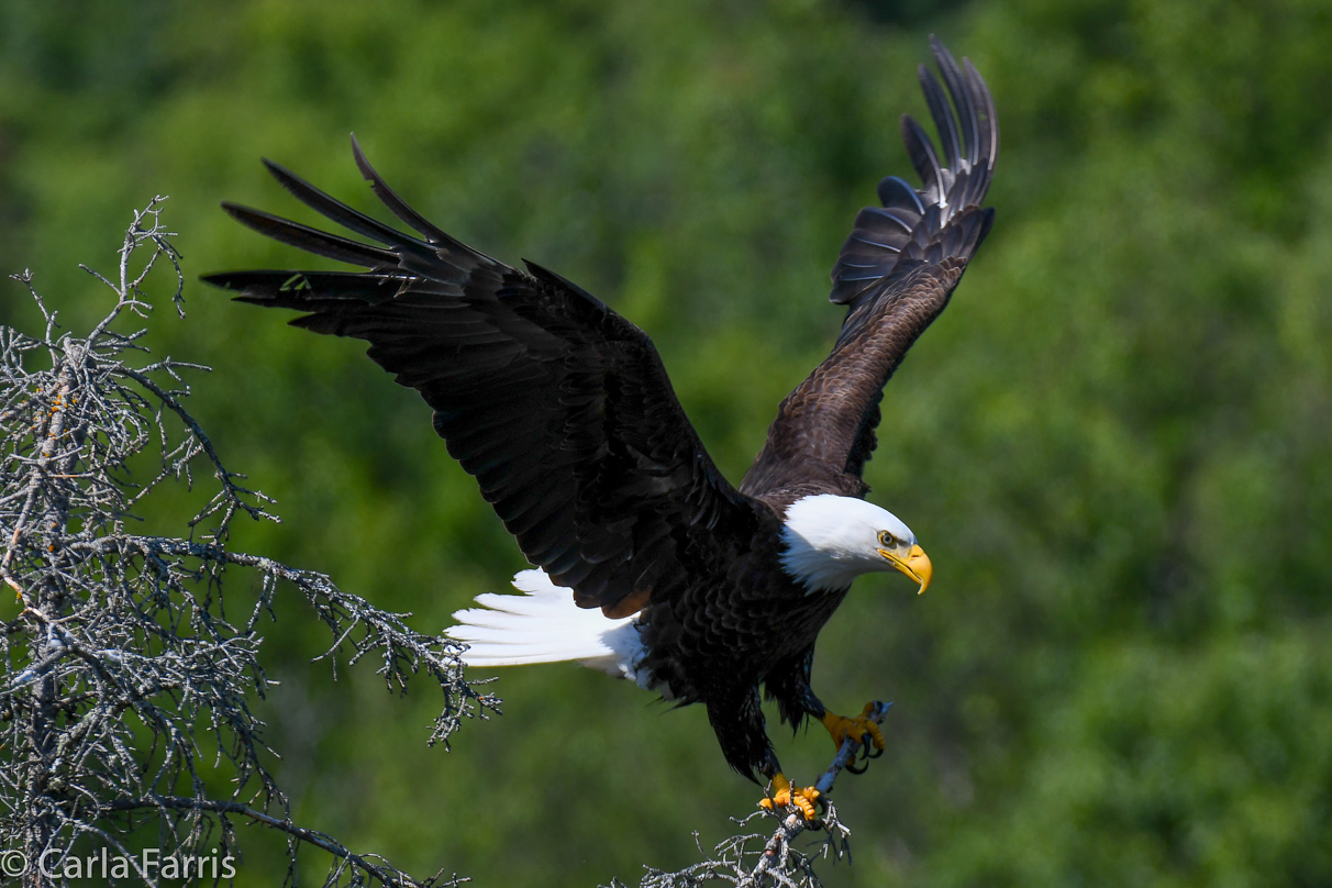 Bald Eagle