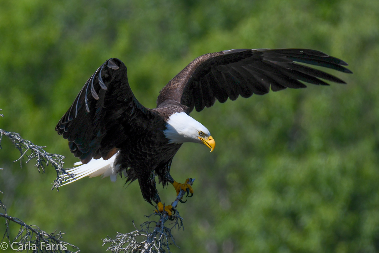 Bald Eagle