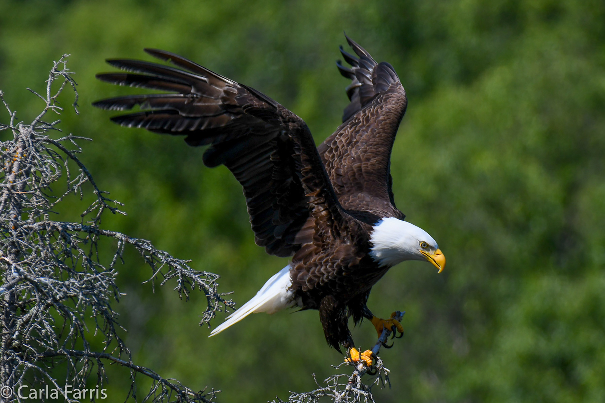 Bald Eagle