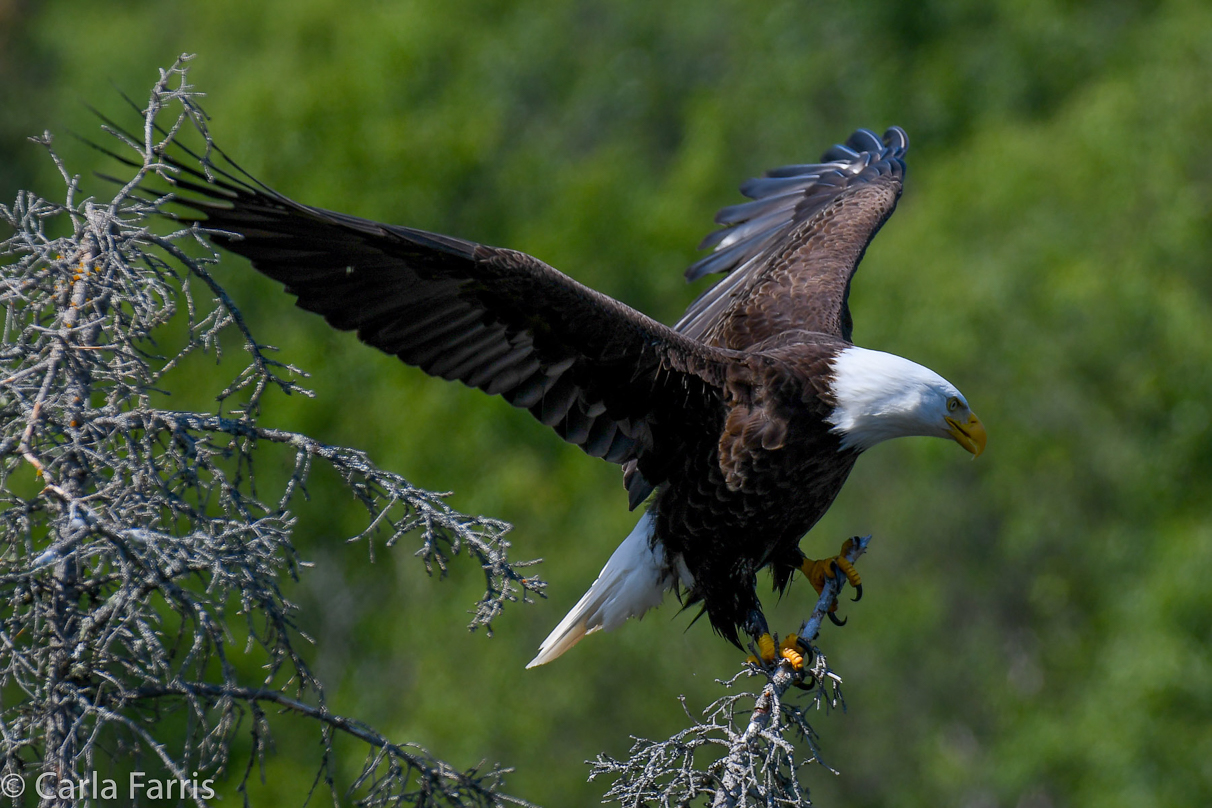 Bald Eagle