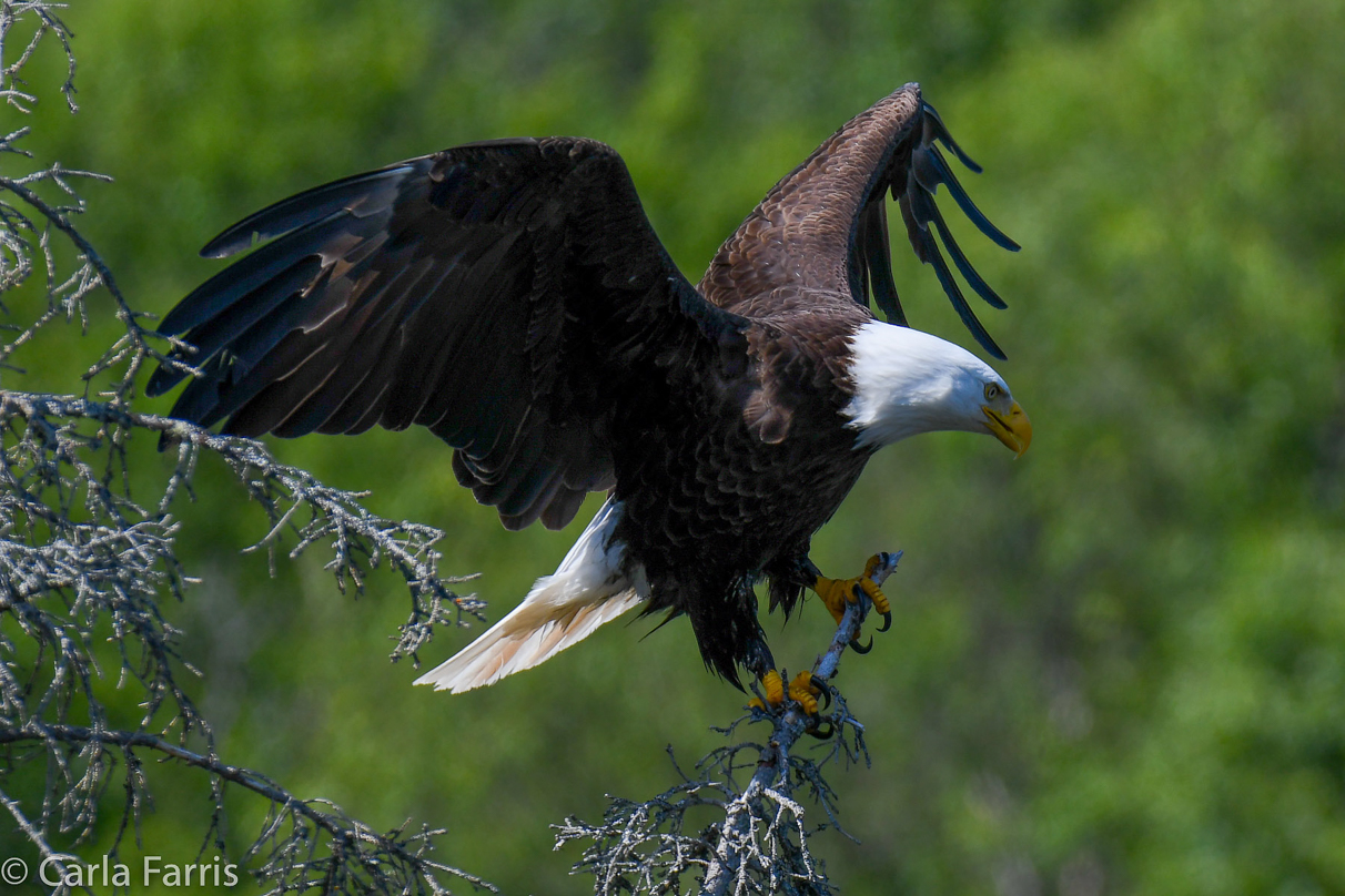 Bald Eagle