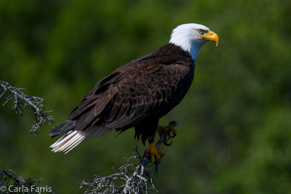 Bald Eagle