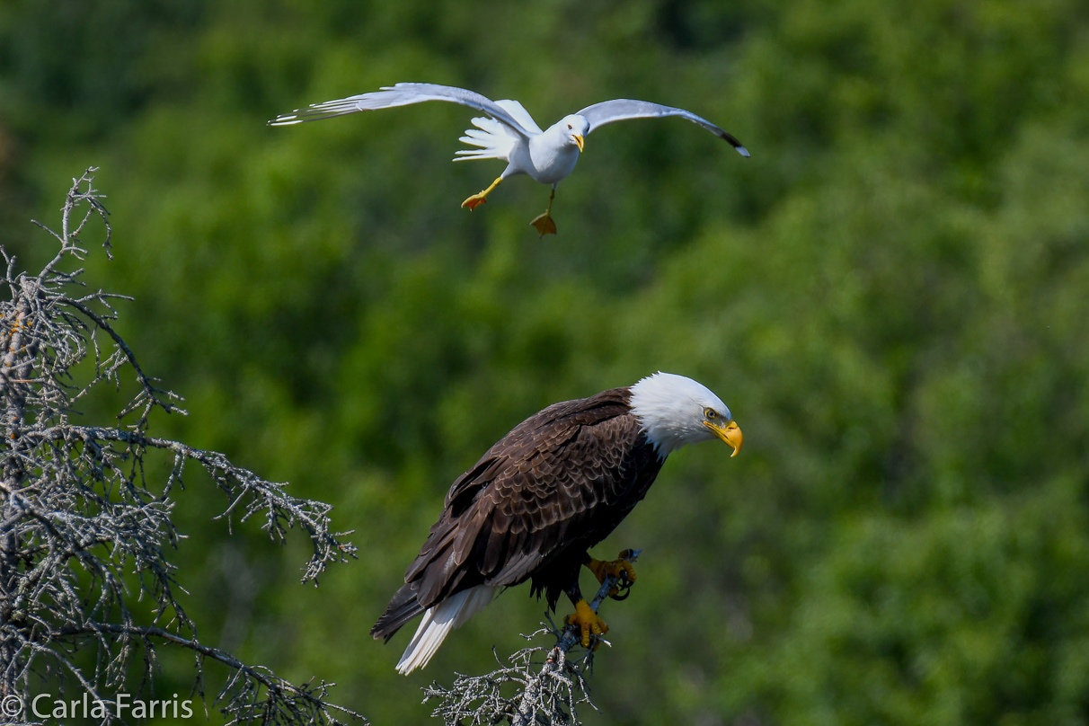 Bald Eagle