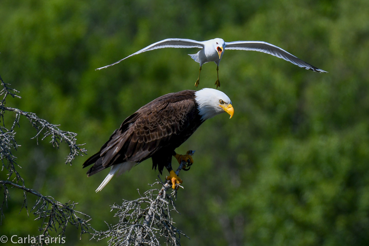 Bald Eagle