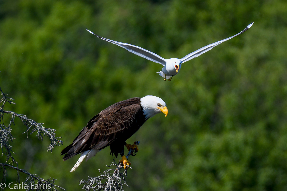 Bald Eagle