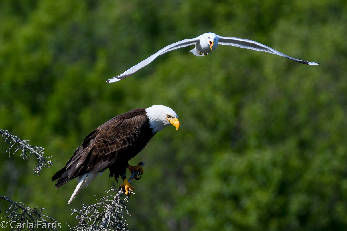 Bald Eagle