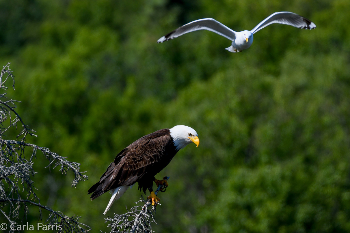 Bald Eagle