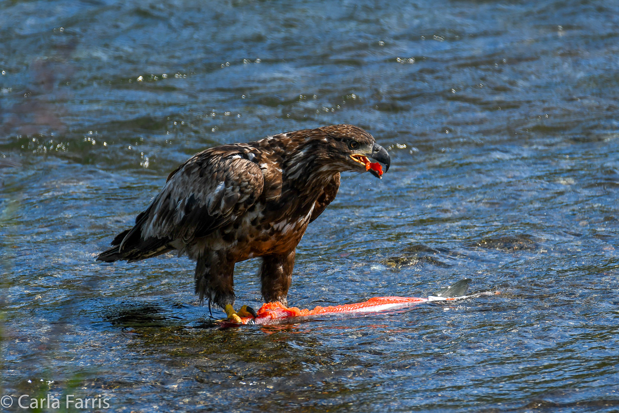 Bald Eagle - Immature