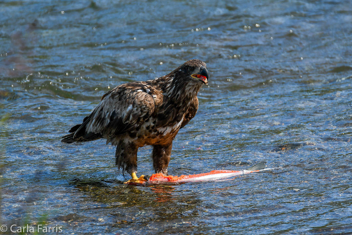 Bald Eagle - Immature