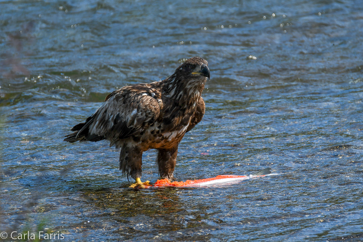 Bald Eagle - Immature