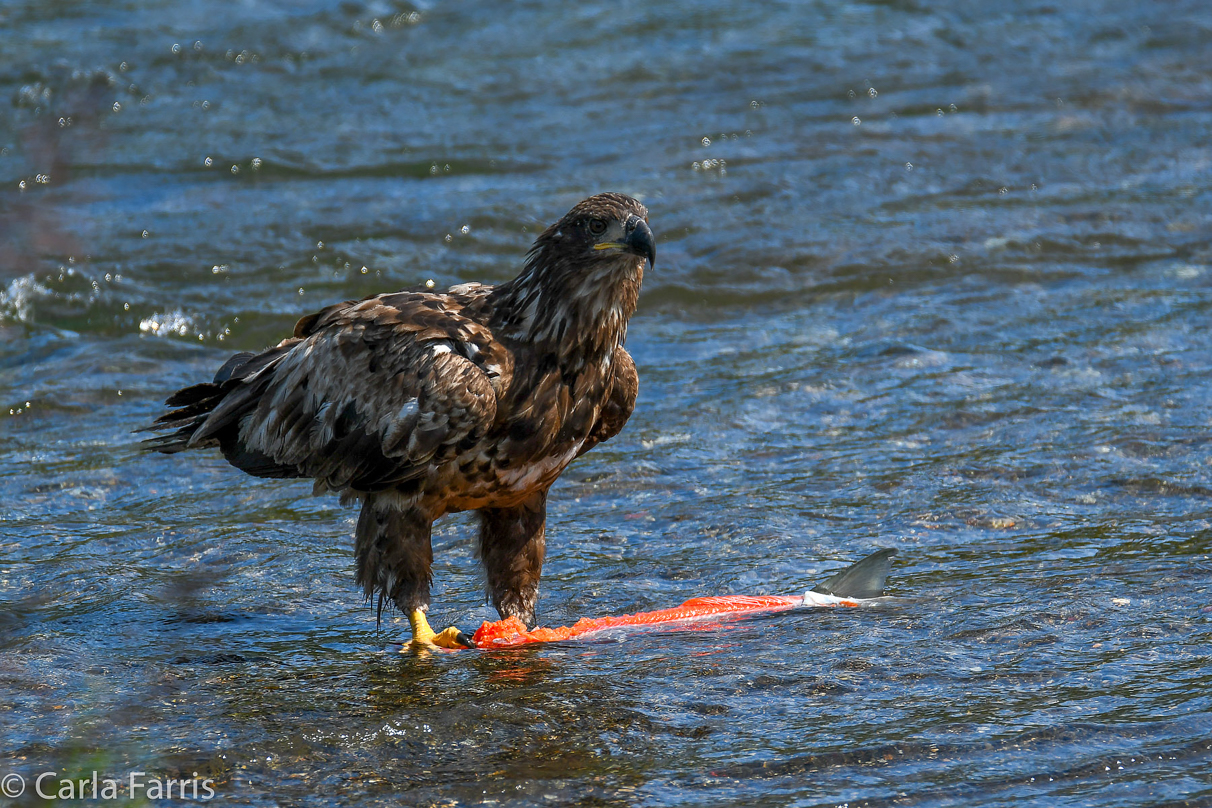 Bald Eagle - Immature