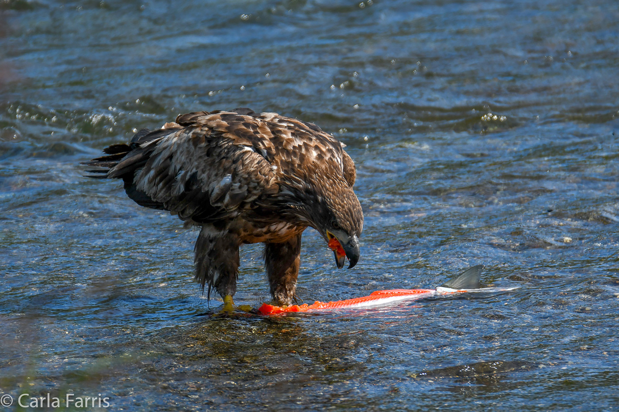 Bald Eagle - Immature