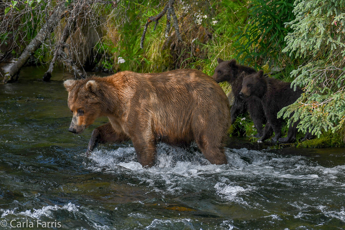 Beadnose (409) & Cubs