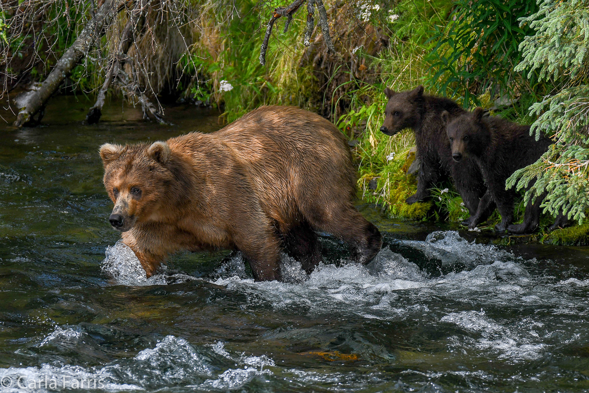 Beadnose (409) & Cubs