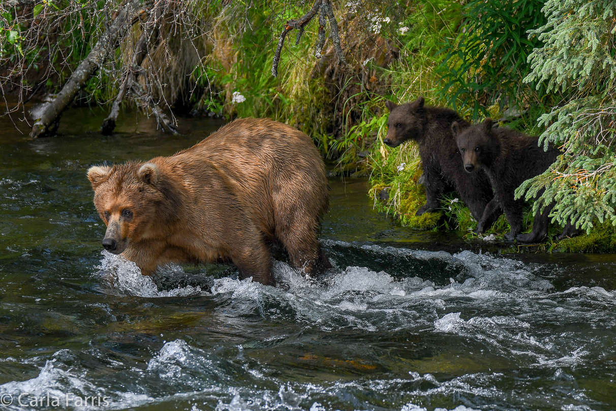 Beadnose (409) & Cubs