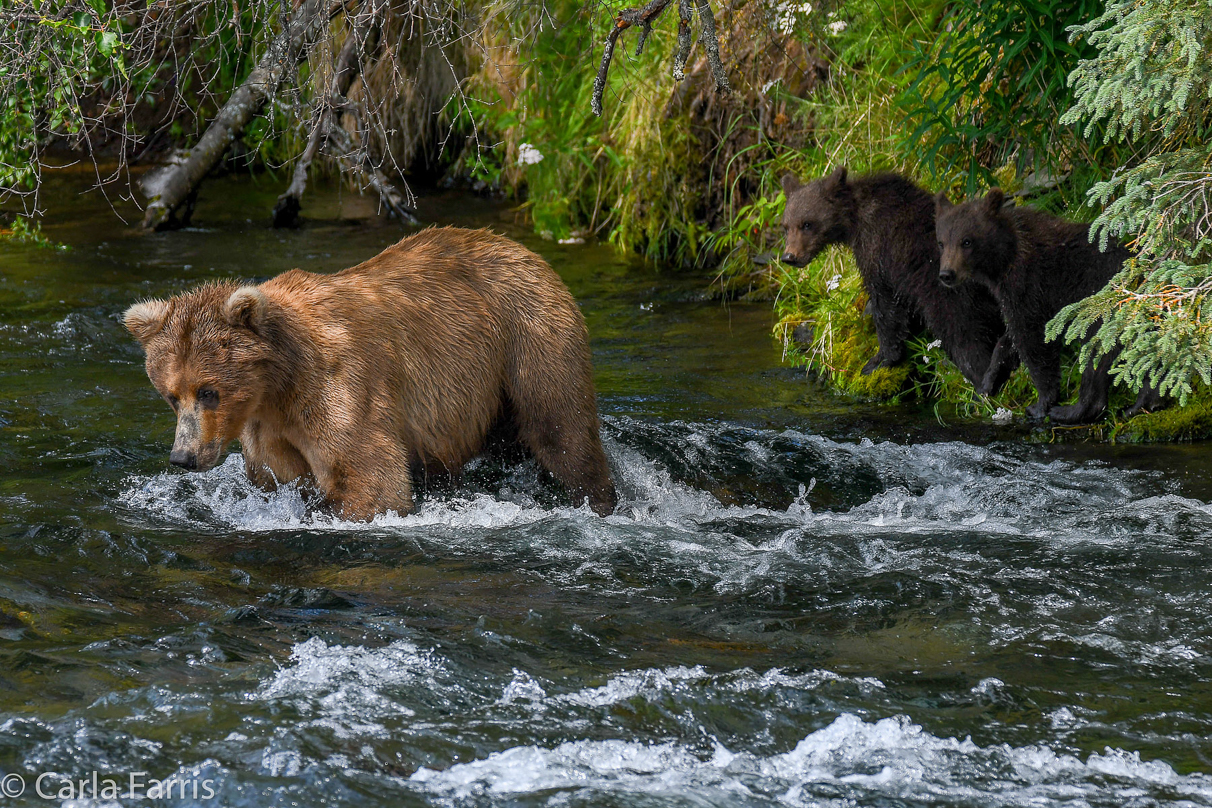 Beadnose (409) & Cubs