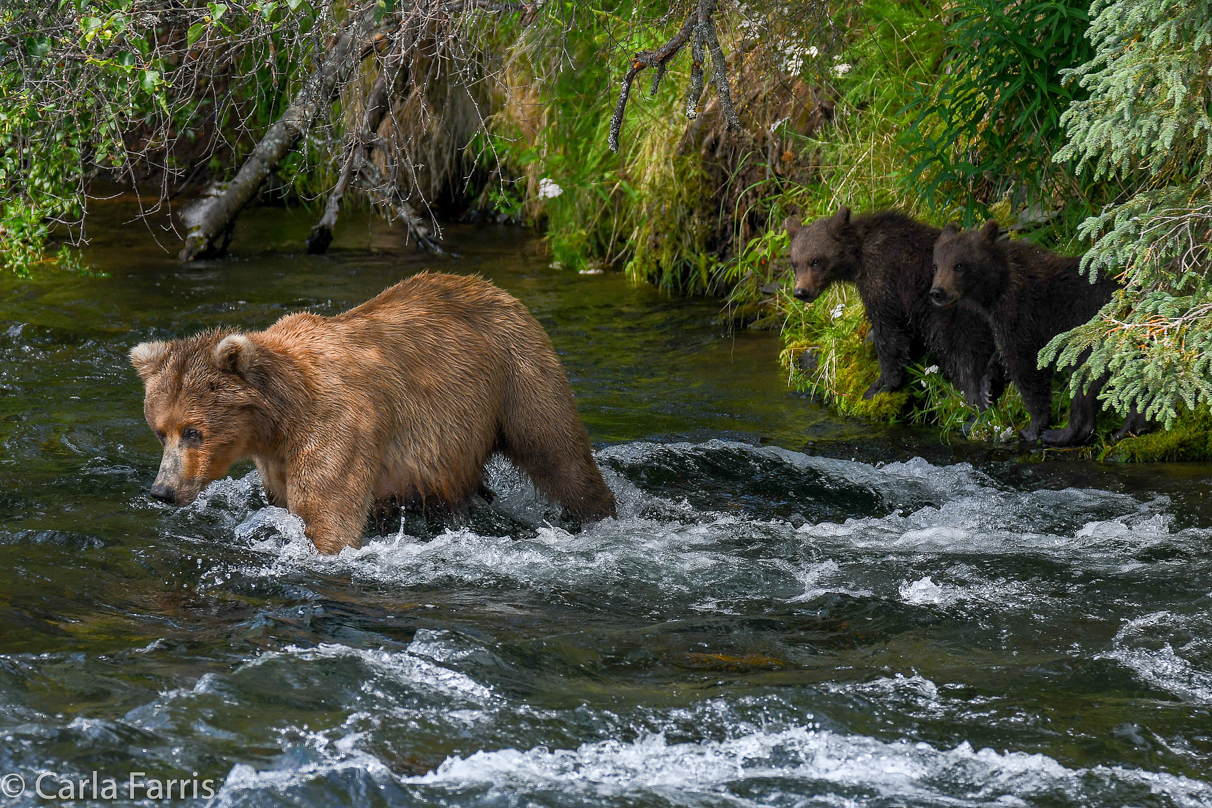 Beadnose (409) & Cubs