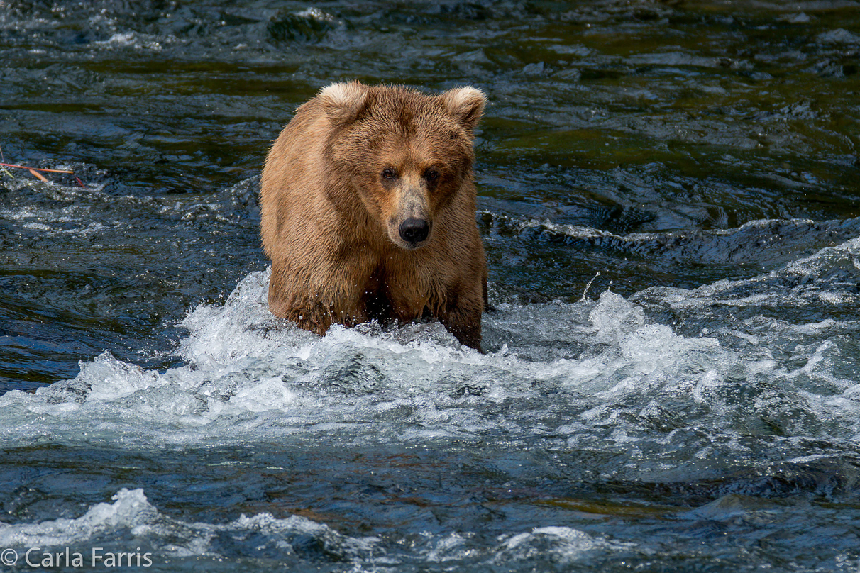 Beadnose (409) & Cubs