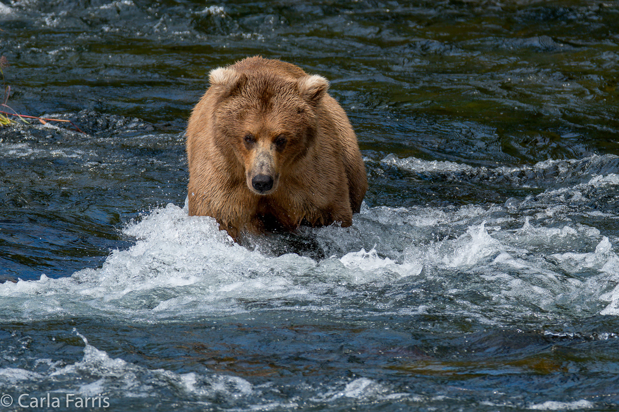 Beadnose (409) & Cubs