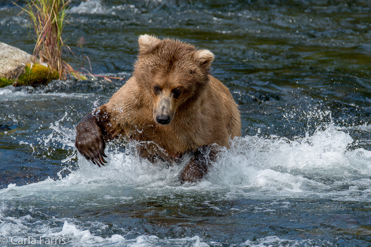 Beadnose (409) & Cubs