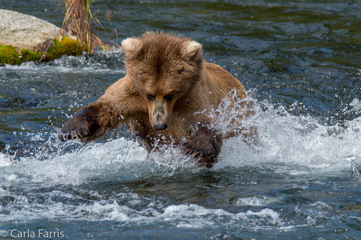 Beadnose (409) & Cubs