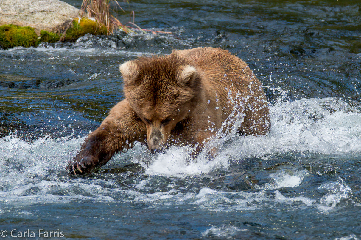 Beadnose (409) & Cubs