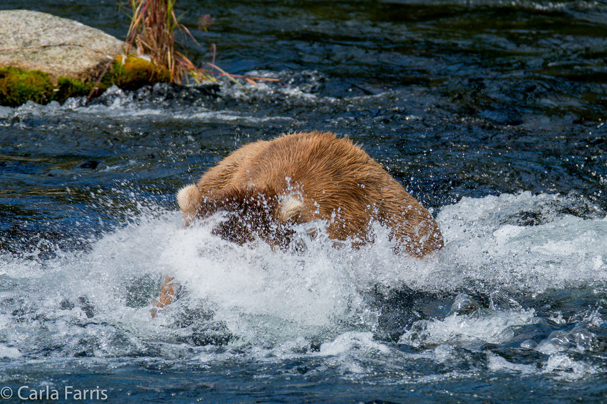 Beadnose (409) & Cubs