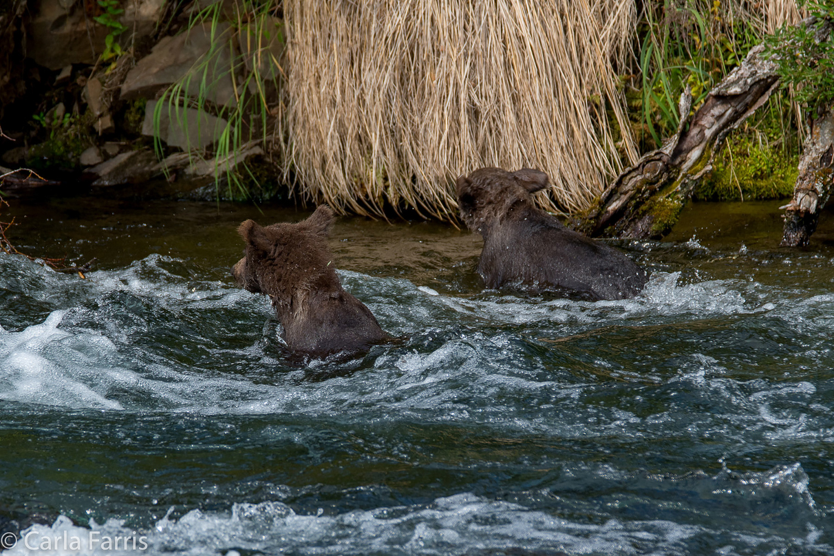 Beadnose's (409) Cubs