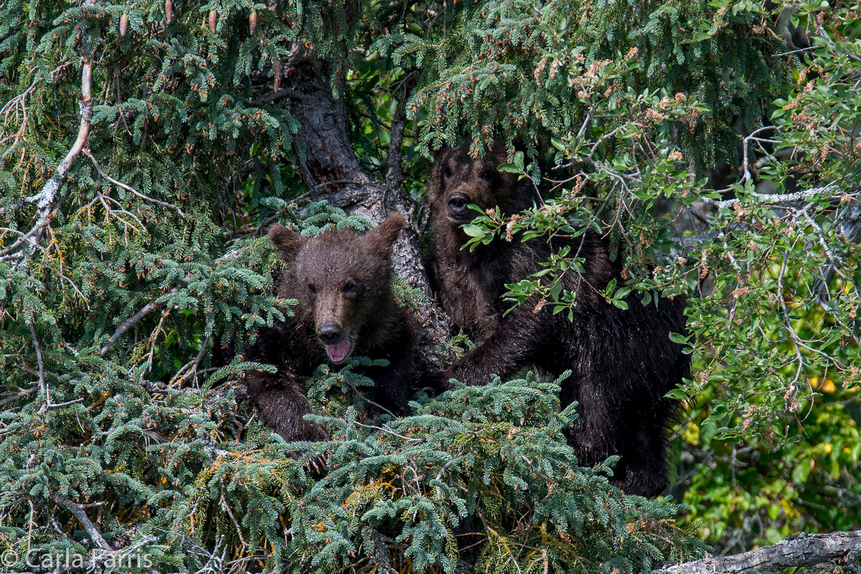 Beadnose's (409) cubs