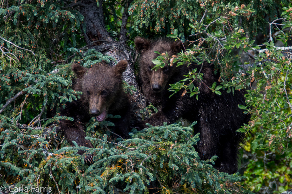 Beadnose's (409) cubs