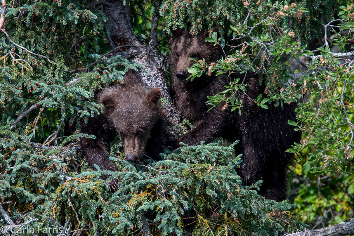 Beadnose's (409) cubs