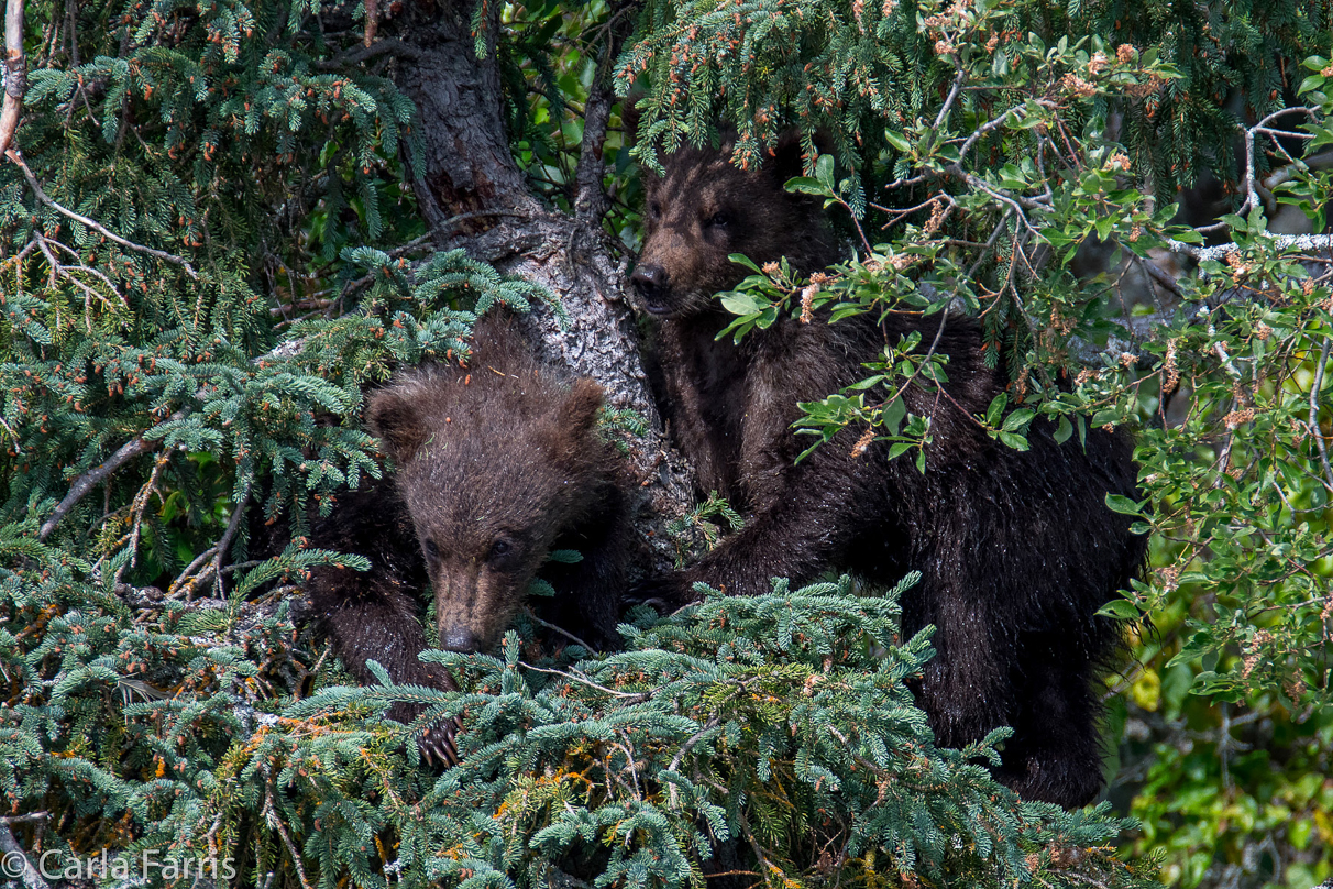 Beadnose's (409) cubs