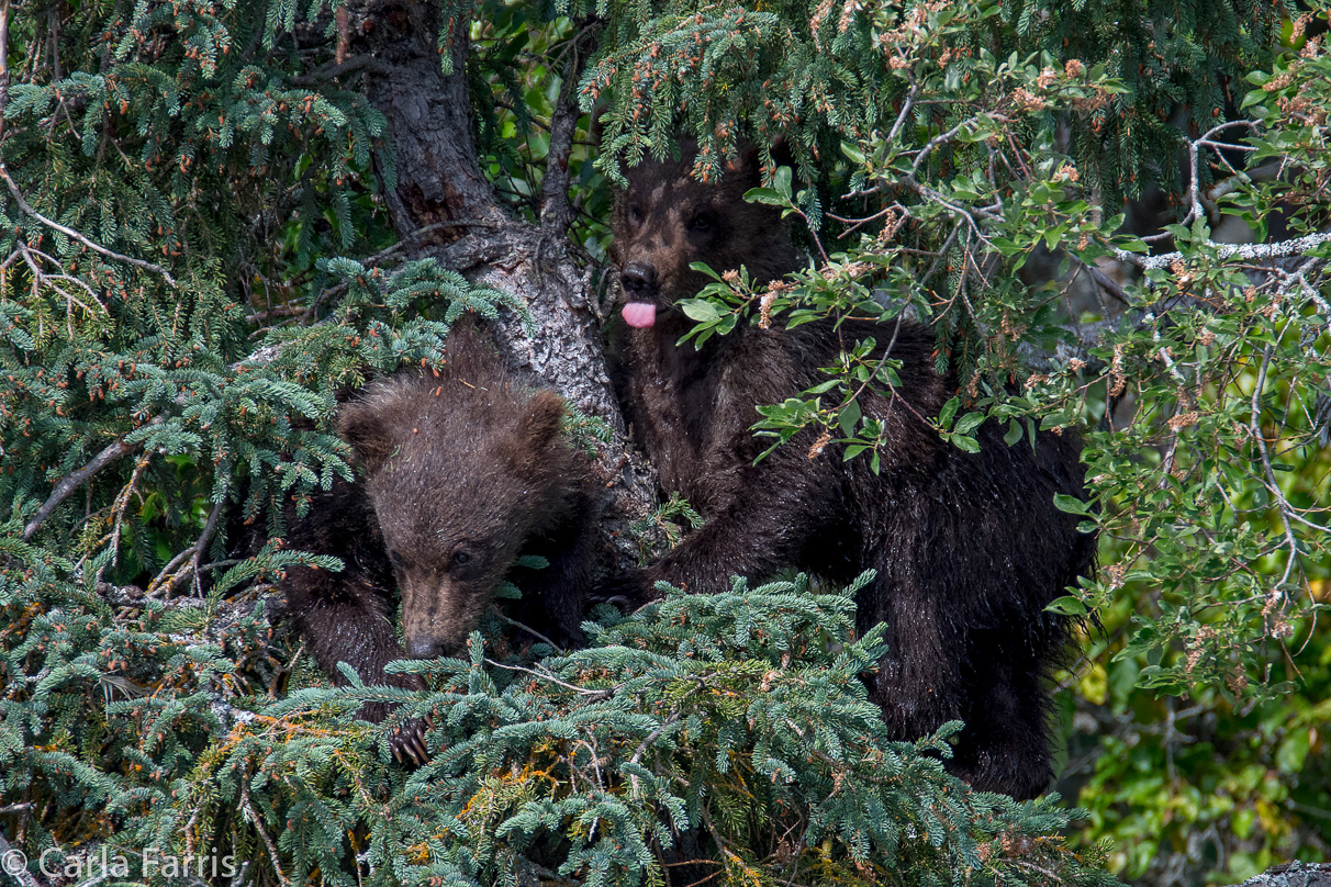 Beadnose's (409) cubs